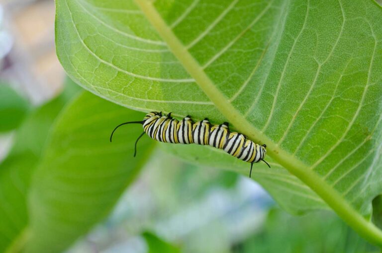 Milkweed and Monarchs