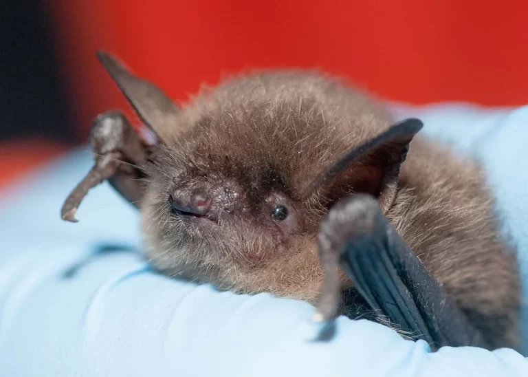 Bats