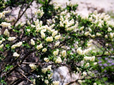 Ceanothus