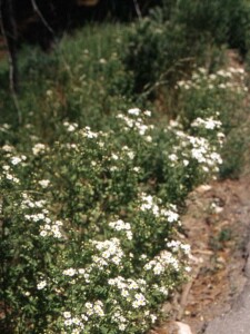 Feverfew