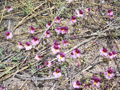 Mimulus purpurea
