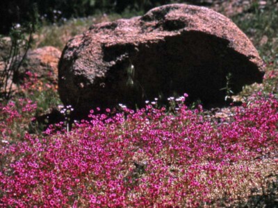 Mimulus biglovii