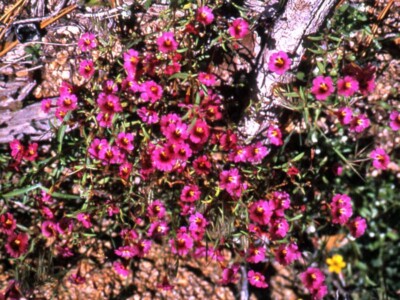 Mimulus biglovii
