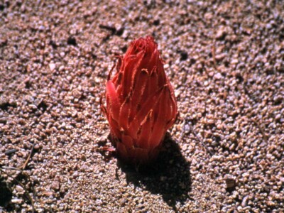 Sarcodes sanguinea