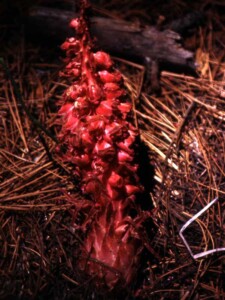 Sarcodes sanguinea