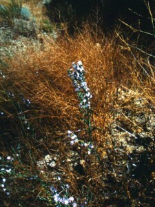 Twiggy Wreath Plant