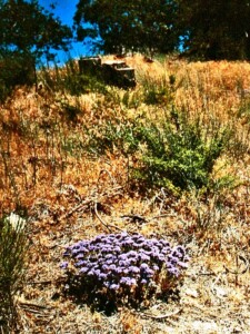Wooly Eriastrum