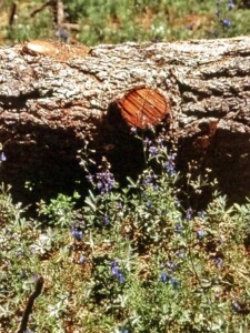 Delphinium patens