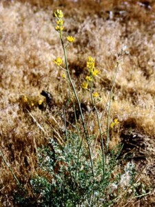 Ehrendorferia chrysantha