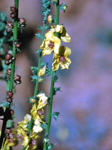 Mullein