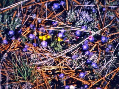 Phacelia curvipes